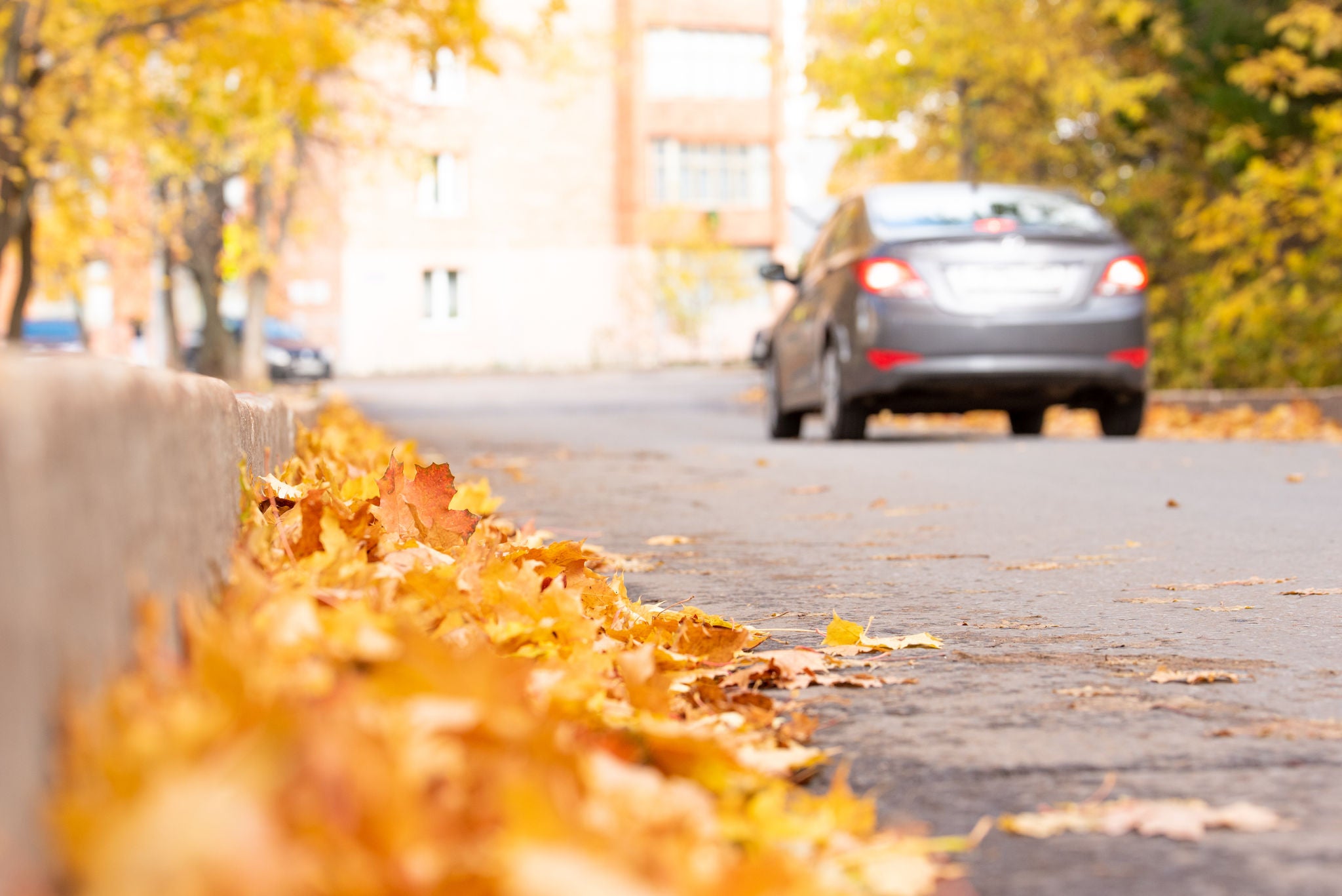 Autumn road with litter leaf along