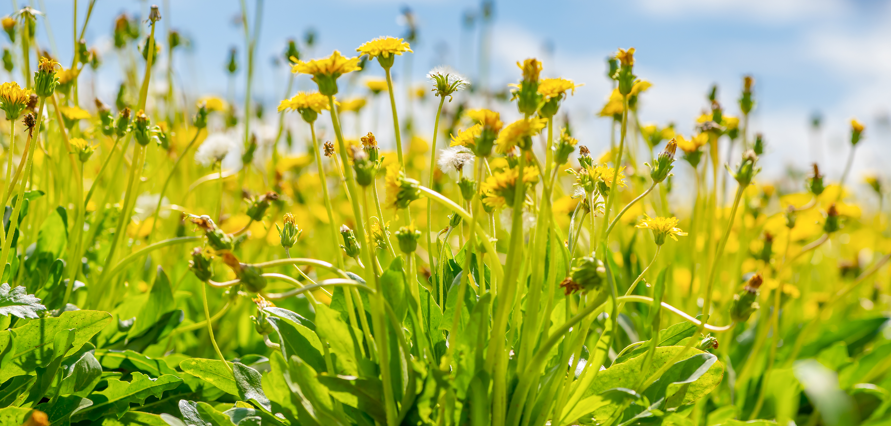 Dandelions on a field