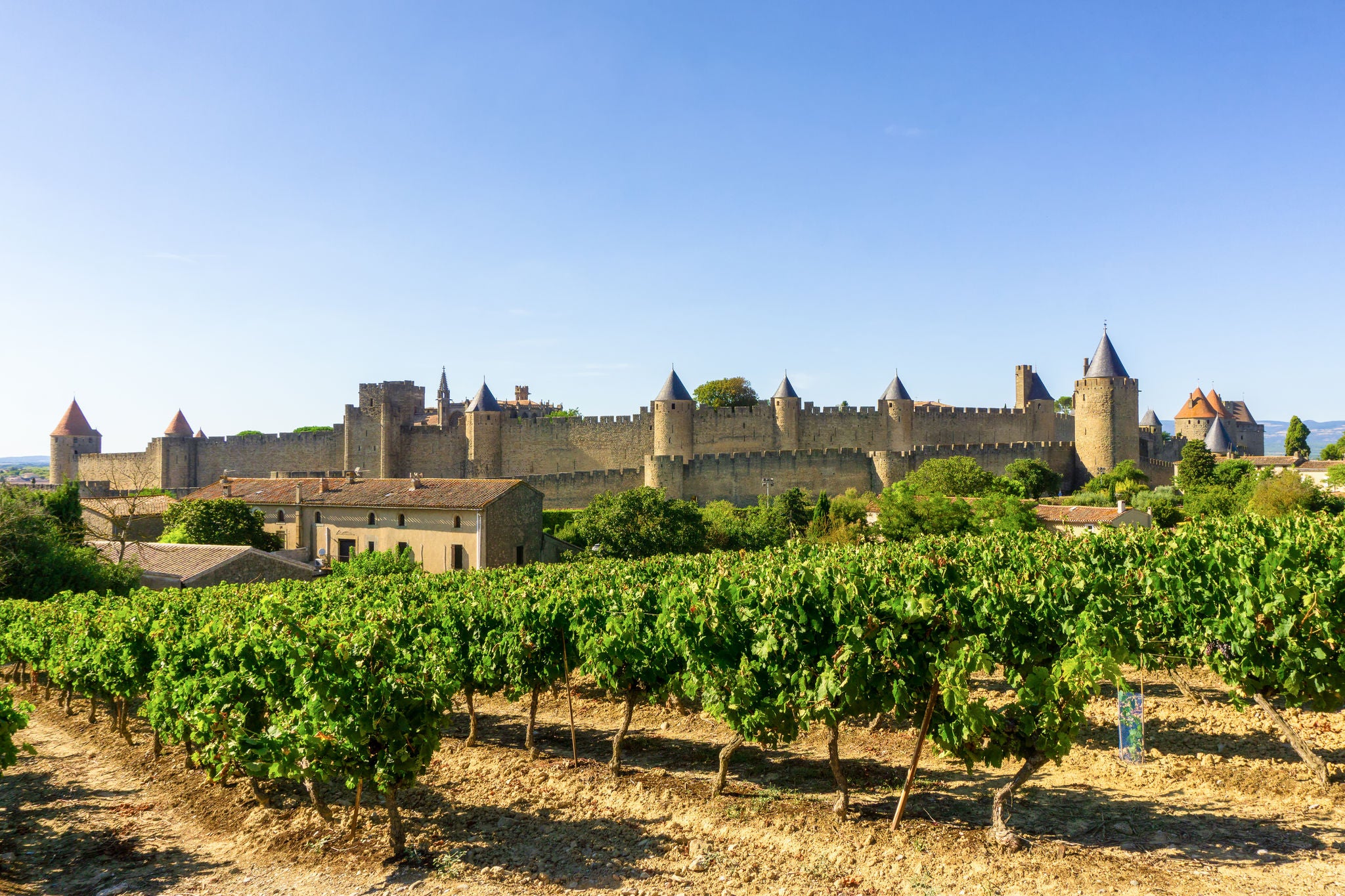 Row vine grape in champagne vineyards at Carcassonne background, France