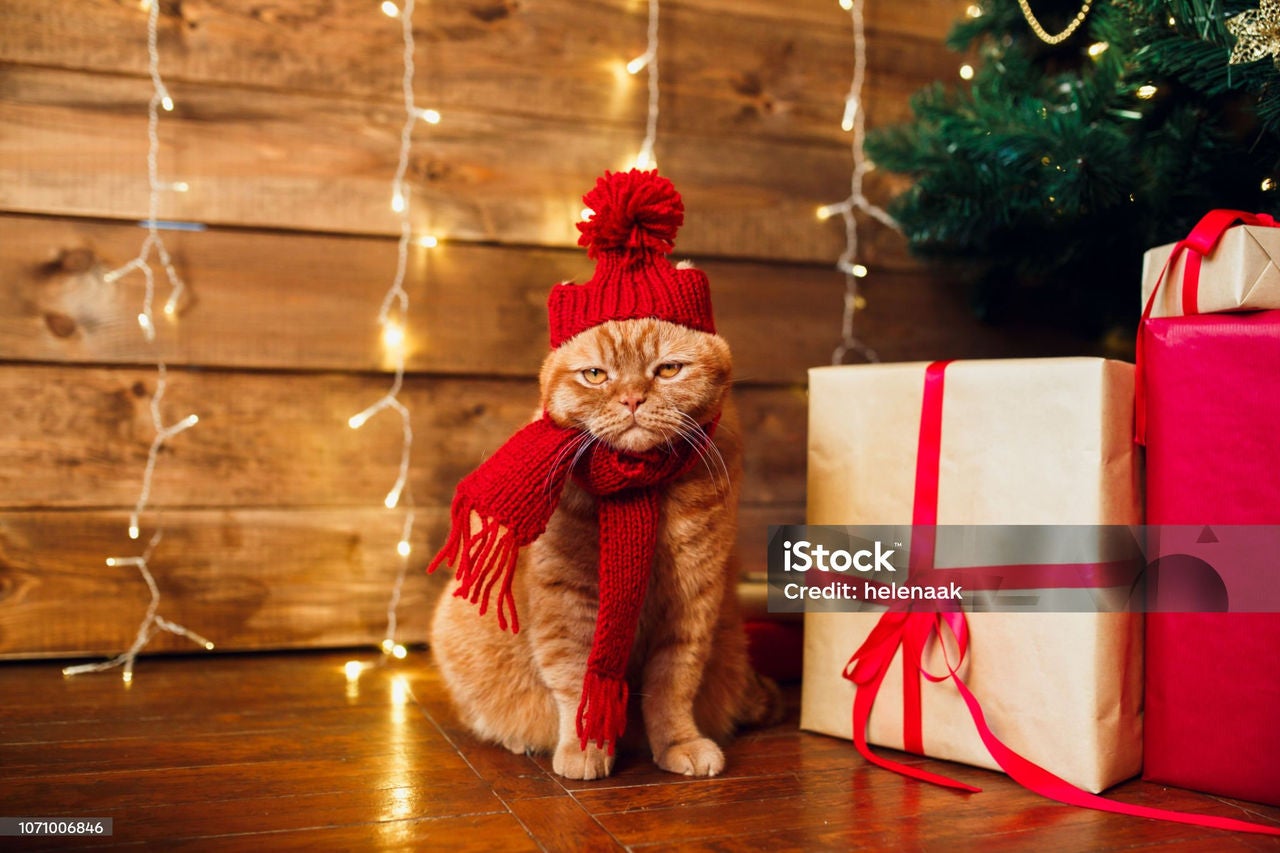 Red british cat in knitted hat and scarf sitting under Christmas tree and present boxes. Concept of the New Year and Christmas