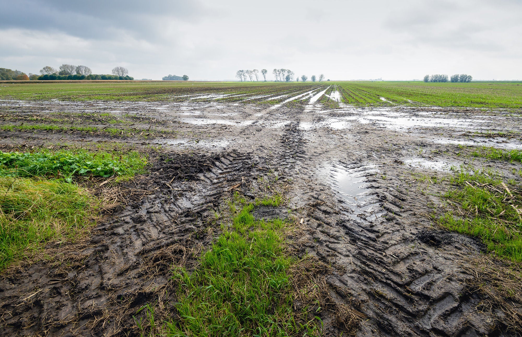 Tire tracks in a wet field