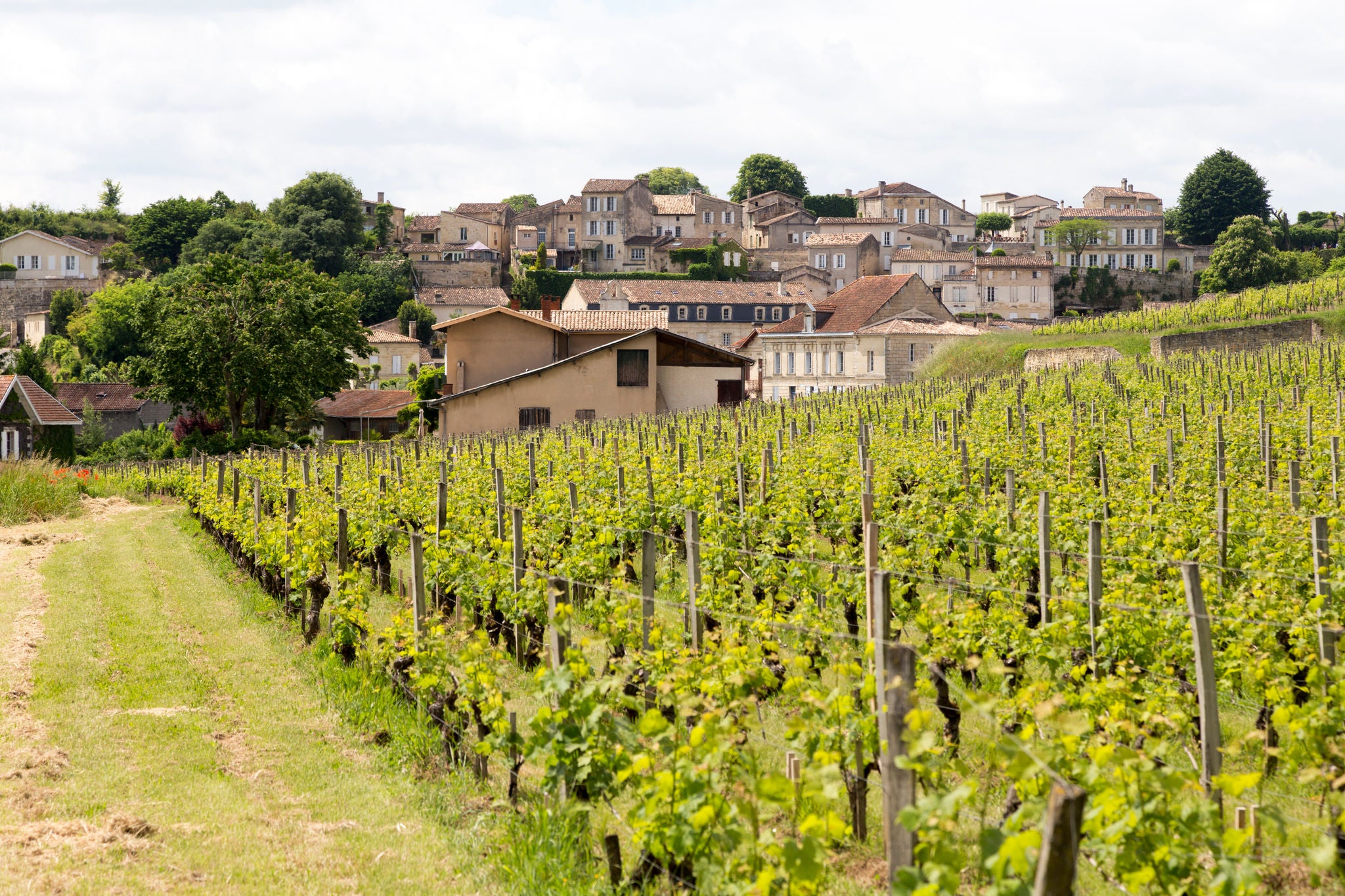 Weinberge bei Bourdeaux