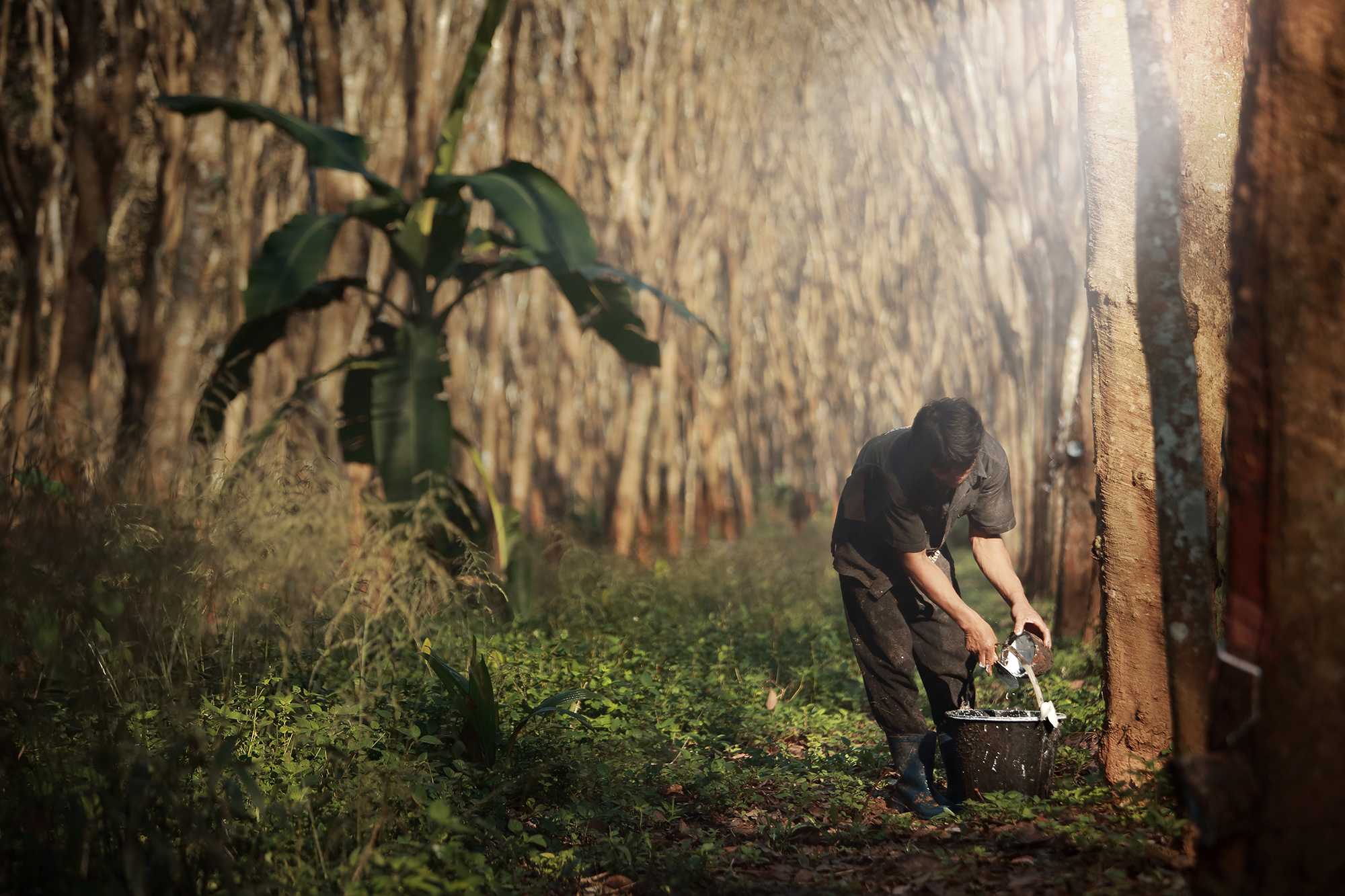 Rubber trees